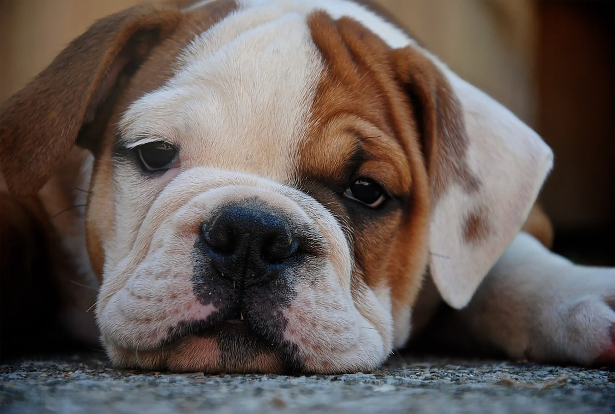 a bulldog puppy